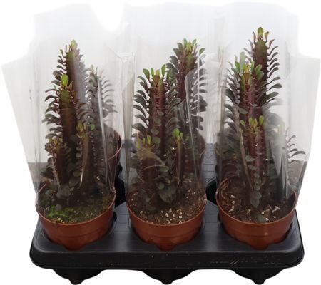 Euphorbia Trigona Rubra