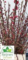 Prunus Red