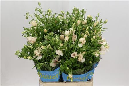 Ran Butterfly Melissa