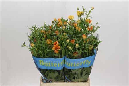 Ran Butterfly Charis