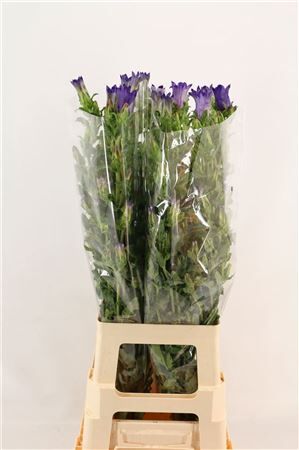 Camp M Champion Blue