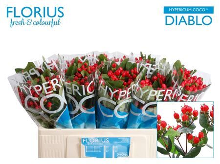 Hyp Coco Diablo Vertakt