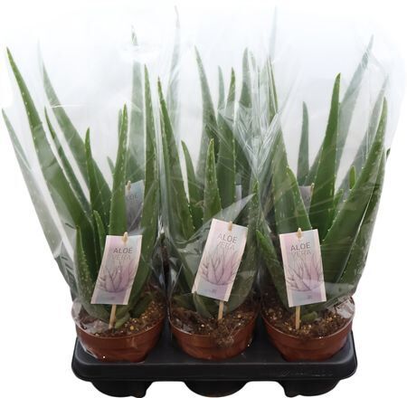 Aloe Vera Barbadensis