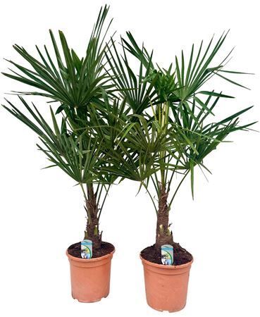 Trachycarpus Fortunei