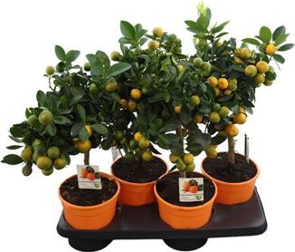Citr Calamondin Op Stam