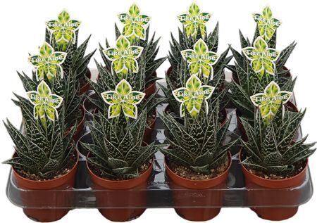 Aloe Tiki Tahi