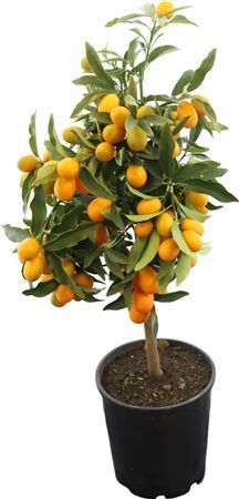 Citr Kumquat Stam 25+