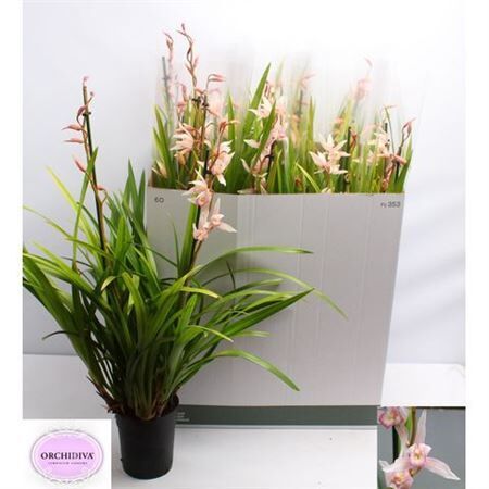 Cymb Overig Pink 2 Tak