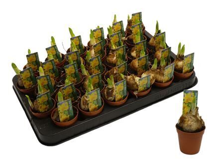 Narc Grp Tete A Tete