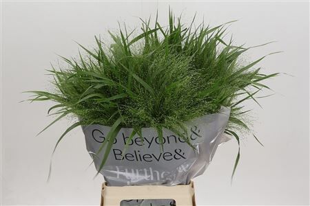 Siergras Panic Vi Fontaine