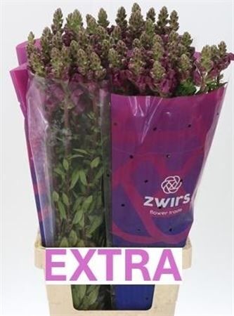 Antir Potomac Crimson