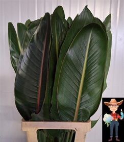 Strelitzia Blad