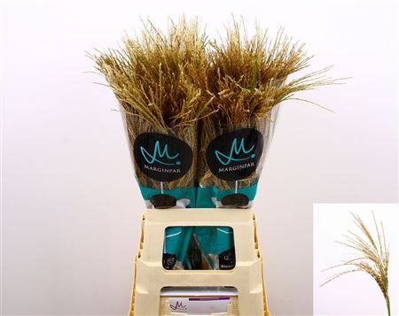 Siergras Misc Sin White Cloud