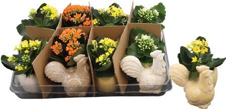 Kal Chicken Keramiek