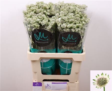 Astrantia Billion Stars