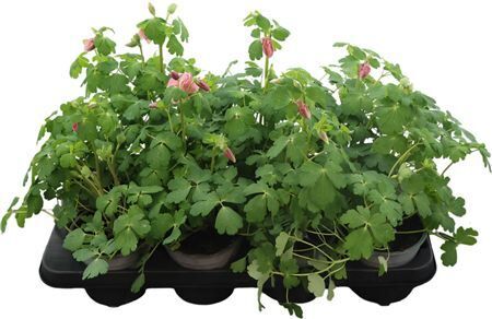 Aquilegia Caerulea Rosa Rosa Farbe