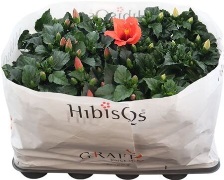 Hibiscus Rosa Sinensis Hibisqs Longifl.®