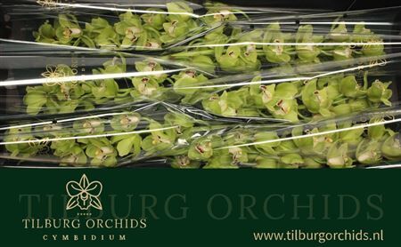 Cymb T Ovati Emerald