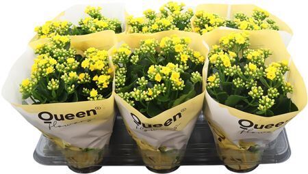 Kalanchoe Raelynn Geel P14 Queen
