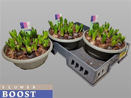 Hyacin Pear Gem 3 Kl