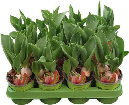 Tulipa Lachs Van Eijck Orange