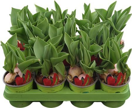 Tulipa Van Eijck Rote