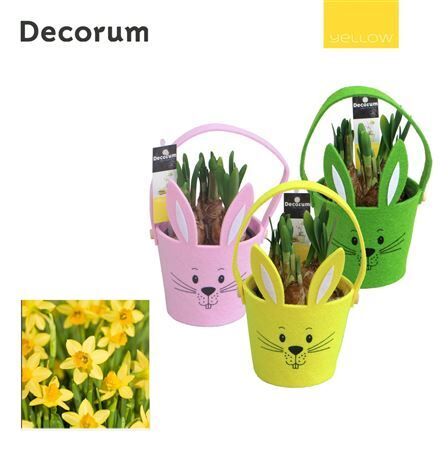 Arr Narcis Vilt Haas Hl19995