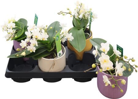 Phal Ov Wit 5 Tak Keramiek