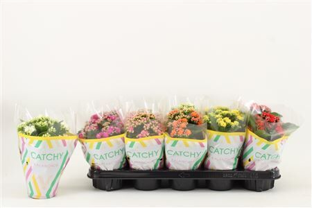Kalanchoe Double, Catchy Season Mix