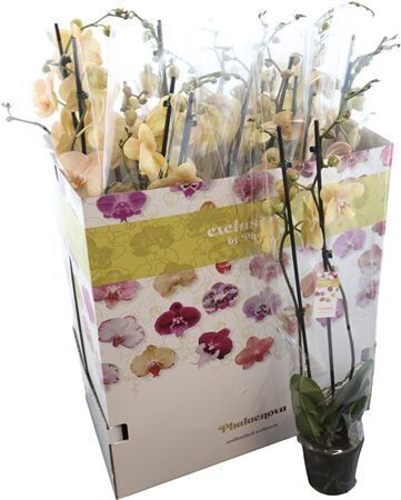 Phal Ov Oranje 2 Tak