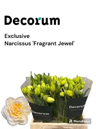 Narc Fragant Jewel