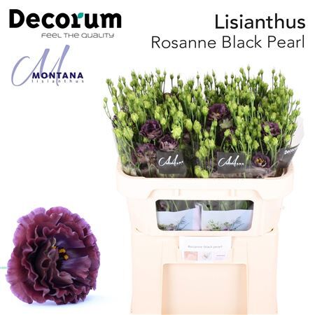 Eus G Rosanne Black Pearl New