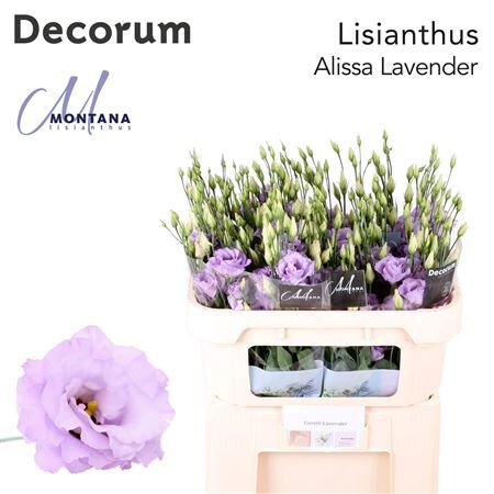 Eus G Alissa Lavender New