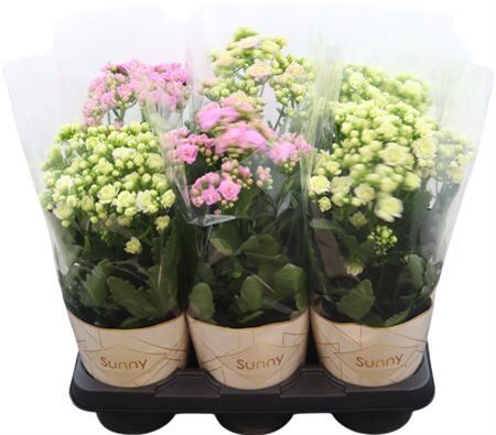 Kalanchoe Sunny Mix In Tray