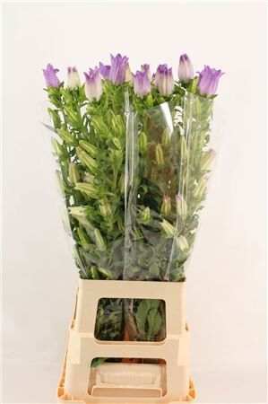 Camp M Champion Lavendel