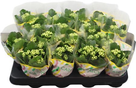 Kalanchoe Double Yellow