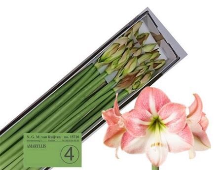 Hipp Ga Apple Blossom