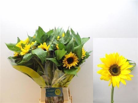 Helianthus Sunrich Orange