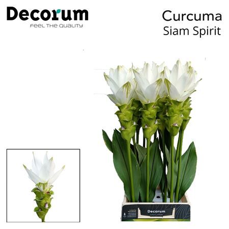 Curcuma Al Siam Spirit