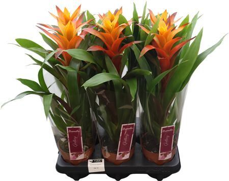 Guzmania Variada