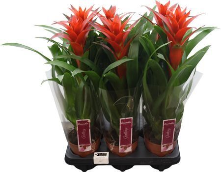 Guzmania Ostara