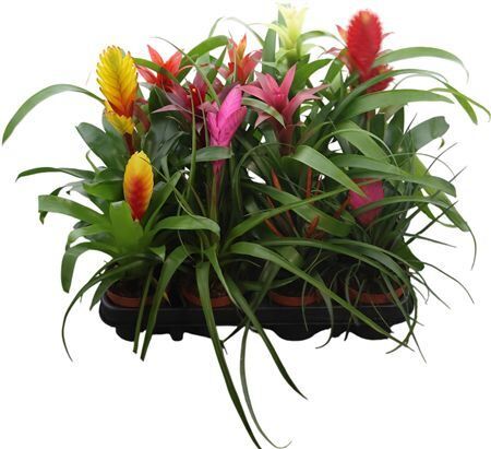 Brom Gemengd Exclusieve