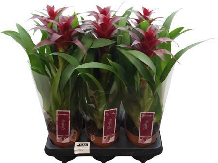 Guzmania Nextara
