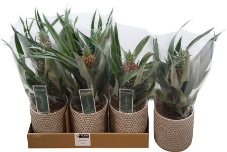 Ananas Rosita 12 Cm In Betonpot