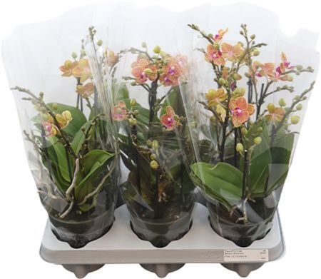 Phal Boquetto Lion's Heart 3-5 Tak