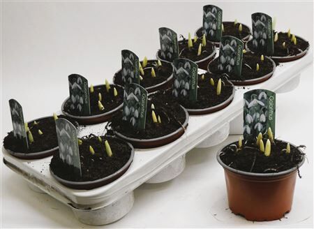 Galanthus Nivalis P12