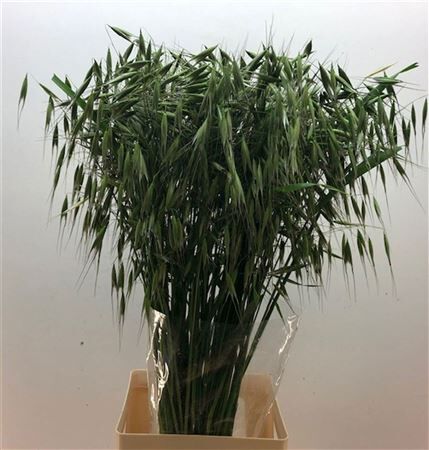 Siergras Avena Sterilis