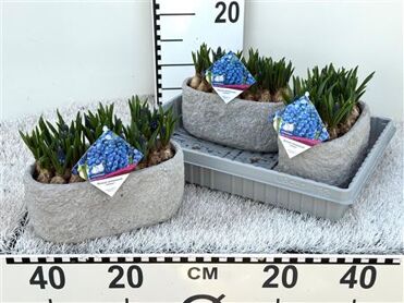 Bloembol Muscari