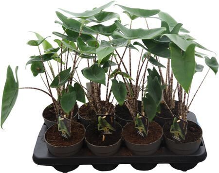 Alocasia Zebrina
