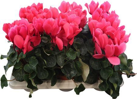 Cyclamen Vintro Pink